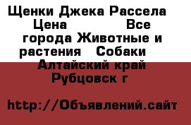 Щенки Джека Рассела › Цена ­ 10 000 - Все города Животные и растения » Собаки   . Алтайский край,Рубцовск г.